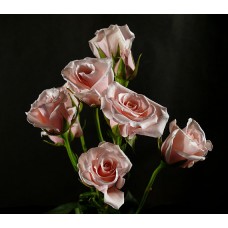 Spray Roses - Majolica Light Pink
